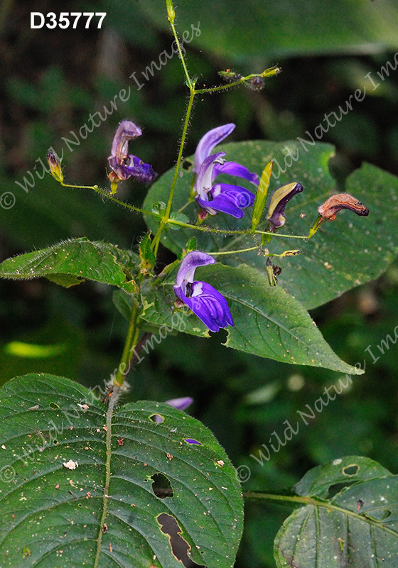 Brillantaisia lamium